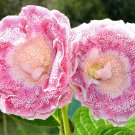 100 PCS Seeds Gloxinia Bonsai Sinningia Gloxinia Flower Bonsai Home Bonsai 100 PCS Seeds Gloxinia Bonsai Sinningia Gloxinia Flower Bonsai Home Bonsai