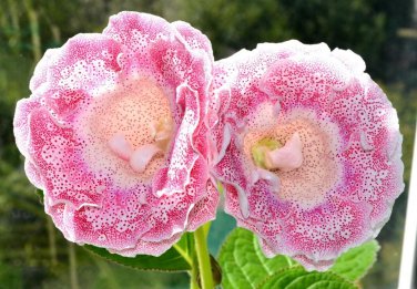 100 PCS Seeds Gloxinia Bonsai Sinningia Gloxinia Flower Bonsai Home Bonsai