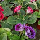 100 PCS Seeds Gloxinia Plant Seed sinningia Gloxinia Bonsai