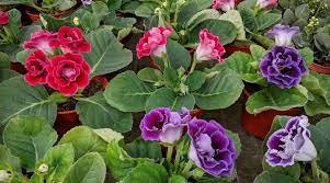 100 PCS Seeds Gloxinia Plant Seed sinningia Gloxinia Bonsai