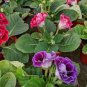 100 PCS Seeds Gloxinia Plant Seed sinningia Gloxinia Bonsai