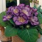 100 PCS Seeds Gloxinia Plant Seed sinningia Gloxinia Bonsai