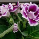 100 PCS Seeds Gloxinia Plant Seeds Mixed Purple White Pink ect 9 Colors
