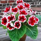 100 PCS Seeds Gloxinia Plant Seeds Mixed Red White-Purple Red-White Dark-Purple Colors