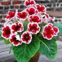 100 PCS Seeds Gloxinia Plant Seeds Mixed Red White-Purple Red-White Dark-Purple Colors