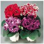 100 PCS Seeds Gloxinia Plant Seeds Mixed Red White-Purple Red-White Dark-Purple Colors