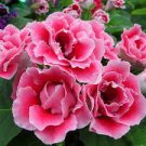 100 PCS Seeds Gloxinia Seed Perennials Rose Red Flowers 100 PCS Seeds Gloxinia Seed Perennials Rose Red Flowers