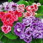 100 PCS Seeds Gloxinia Seeds Mixed Purple Red Black Pink ect 8 Colors