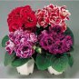 100 PCS Seeds Gloxinia Seeds Mixed Purple Red Black Pink ect 8 Colors