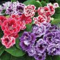 100 PCS Seeds Gloxinia Seeds Mixed Purple Red Black Pink ect 8 Colors