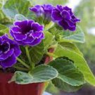 100 PCS Seeds Gloxinia Seeds Perennial Bonsai Flower