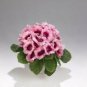 100 PCS Seeds Gloxinia Seeds Perennial Bonsai Flower