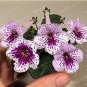 100 PCS Seeds Gloxinia Seeds Perennial Bonsai Flower