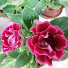 100 PCS Seeds Gloxinia Seeds Sinningia Gloxinia Flower