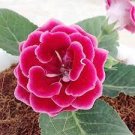 100 PCS Seeds Gloxinia Sinningia Flower