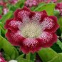 100 PCS Seeds Gloxinia Sinningia Flower