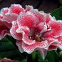100 PCS Seeds Gloxinia Sinningia Flower