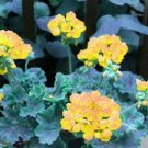10 PCS Seeds Goden Years Appleblossom Geranium Flowers 10 PCS Seeds Goden Years Appleblossom Geranium Flowers