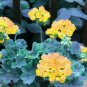 10 PCS Seeds Goden Years Appleblossom Geranium Flowers
