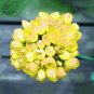 10 PCS Seeds Goden Years Appleblossom Geranium Flowers