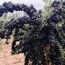 200 PCS Seeds Goji Berry Black Organic Fruits Bonsai