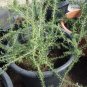 200 PCS Seeds Goji Berry Black Organic Fruits Bonsai