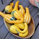 8 PCS Seeds Gold 'Swan' Pumpkin Ornamental Edible Cucurbita