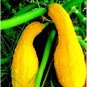 8 PCS Seeds Gold 'Swan' Pumpkin Ornamental Edible Cucurbita