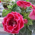 100 PCS Seeds Gloxinia Sinningia Flower