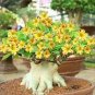 100 PCS Seeds Gloxinia Sinningia Flower