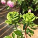 50 PCS Seeds Golden Green Rose