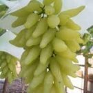 15 PCS Seeds Golden Green Sweet Grape Organic 15 PCS Seeds Golden Green Sweet Grape Organic