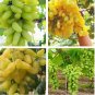 15 PCS Seeds Golden Green Sweet Grape Organic