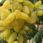 15 PCS Seeds Golden Green Sweet Grape Organic