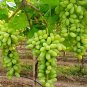 15 PCS Seeds Golden Green Sweet Grape Organic