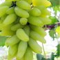 15 PCS Seeds Golden Green Sweet Grape Organic