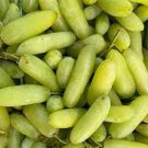 100 PCS Seeds Golden Green Sweet Grape Organic 100 PCS Seeds Golden Green Sweet Grape Organic
