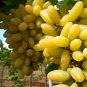 100 PCS Seeds Golden Green Sweet Grape Organic