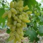 100 PCS Seeds Golden Green Sweet Grape Organic