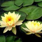 1 PCS Seeds Golden Nelumbo Nucifera Lotus Flower Pond Plant
