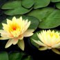 1 PCS Seeds Golden Nelumbo Nucifera Lotus Flower Pond Plant