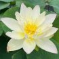 1 PCS Seeds Golden Nelumbo Nucifera Lotus Flowers Pond Plants Bonsai