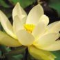 1 PCS Seeds Golden Nelumbo Nucifera Lotus Flowers Pond Plants Bonsai