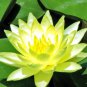 1 PCS Seeds Golden Nelumbo Nucifera Lotus Flowers Pond Plants Bonsai