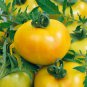 300 PCS Seeds Golden Tomato with Green Stripe F2 Tomato