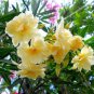 2 PCS Seeds Golden Wavy Petals with Light Pink Edge Desert Rose Flower