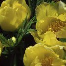 5 PCS Seeds Golden Yellow Peony Tree Flower 5 PCS Seeds Golden Yellow Peony Tree Flower