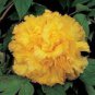5 PCS Seeds Golden Yellow Peony Tree Flower