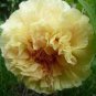 5 PCS Seeds Golden Yellow Peony Tree Flower