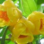 50 PCS Seeds Golden Yellow Rare Camellia Nitidissima Bonsai